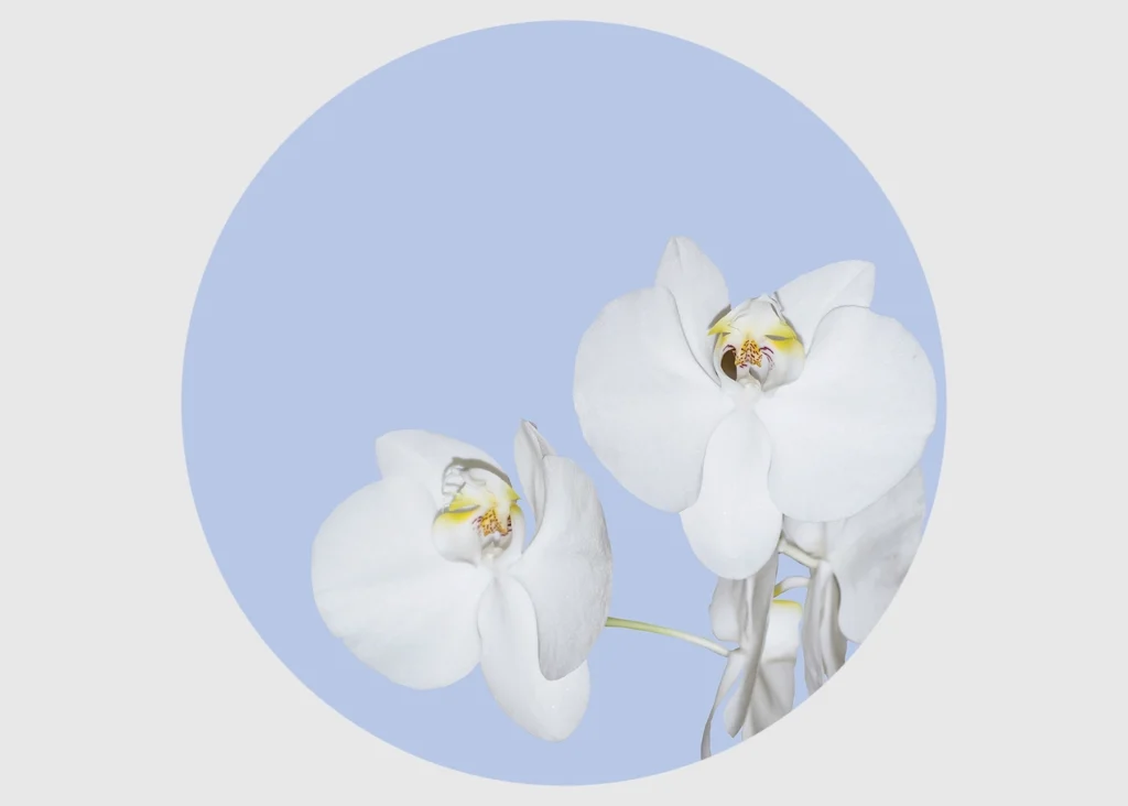 Samolepící vliesová fototapeta na zed' Klidné Orchideje | 70 x 70 cm | CR 3200