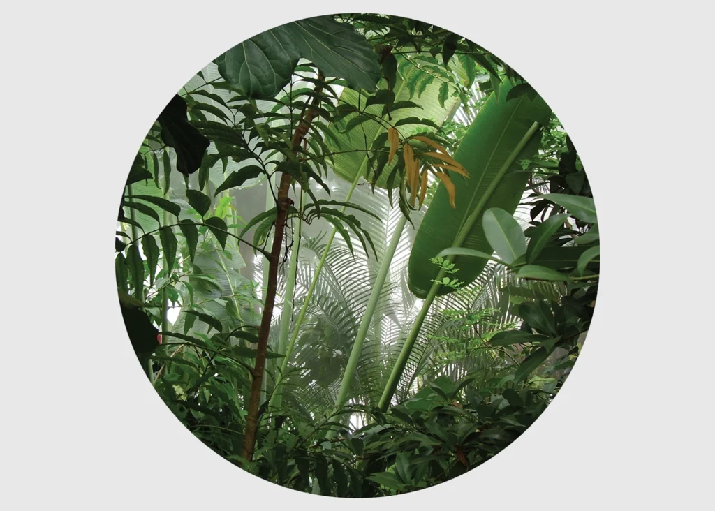 Samolepící vliesová fototapeta na zed' Dotek Tropického Listí | 140 x 140 cm | CR 3313