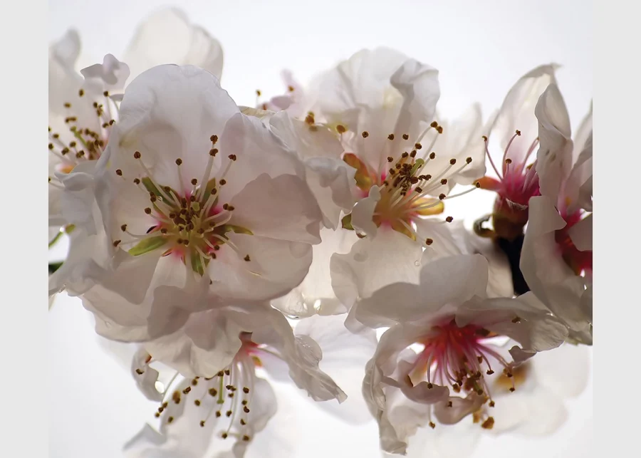 Dekorativní závěs Květy | 180 x 160 cm | FCSXL 4809
