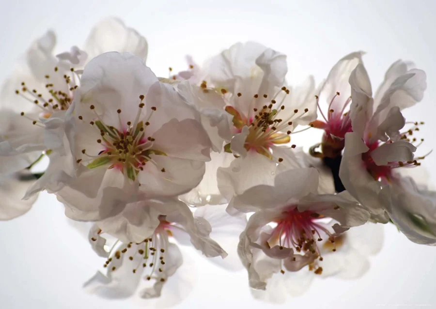 Vliesová fototapeta na zed' Květy Sakury | 155 x 110 cm | FTNM 2654