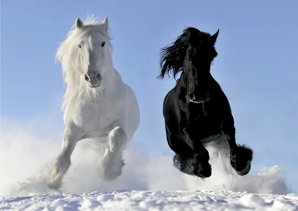 Vliesová fototapeta na zed' Běžící Koně ve Sněhu | 155 x 110 cm | FTNM 2691