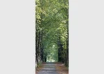 Vliesová fototapeta na zed' Stromová Alej | 202 x 90 cm | FTNV 2807
