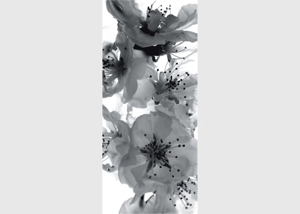 Vliesová fototapeta na zed' Černobílé Květy Sakury | 202 x 90 cm | FTNV 2863