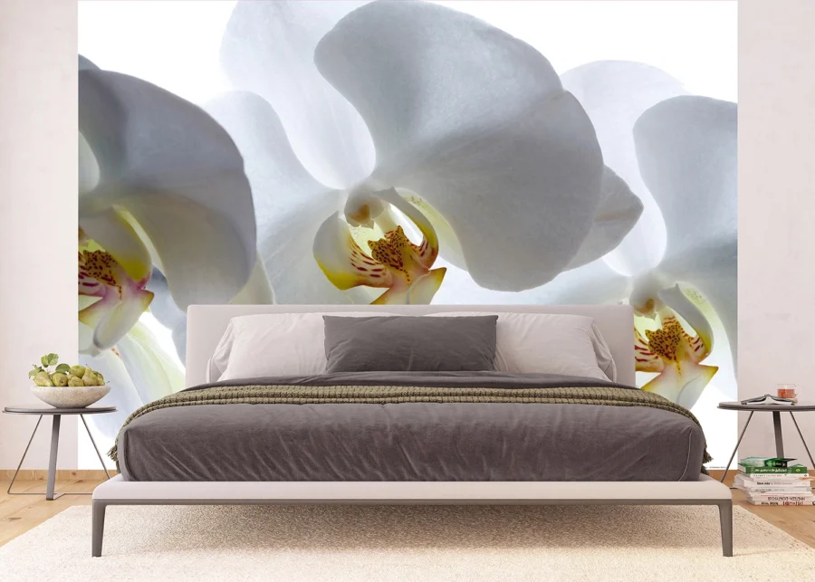 Vliesová fototapeta na zed' Bílá Orchidej | 375 x 270 cm | FTNXXL 0466