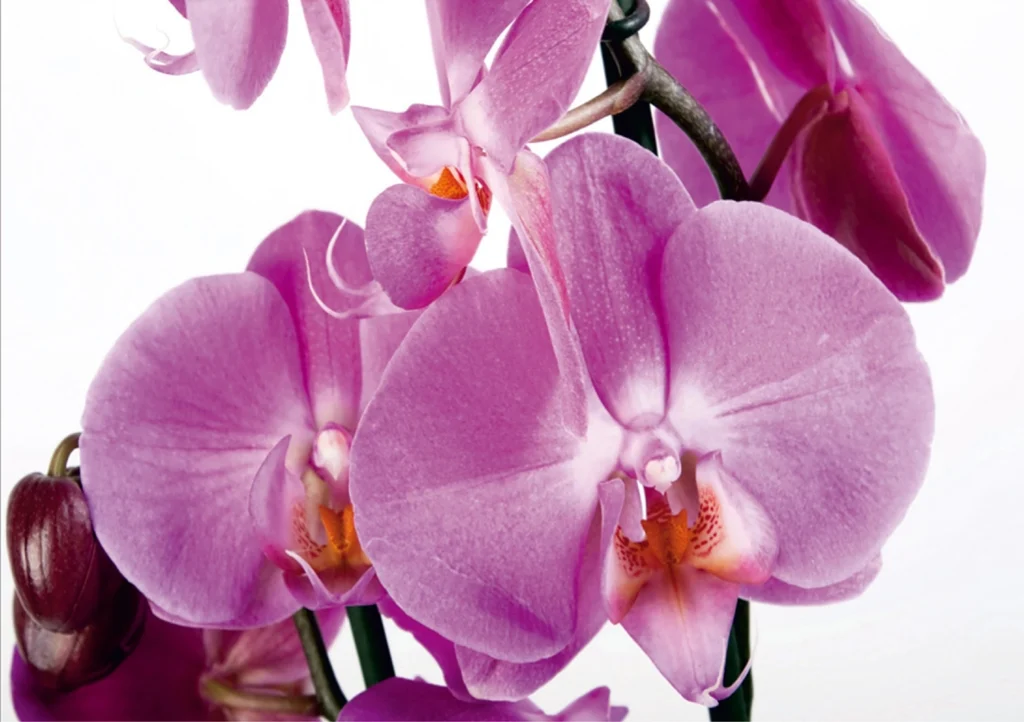 Vliesová fototapeta na zed' Jemné Orchideje | 360 x 254 cm | FTS 0049