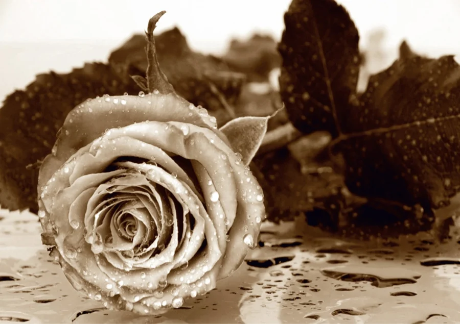 Vliesová fototapeta na zed' Sépiová Růže | 360 x 254 cm | FTS 0086