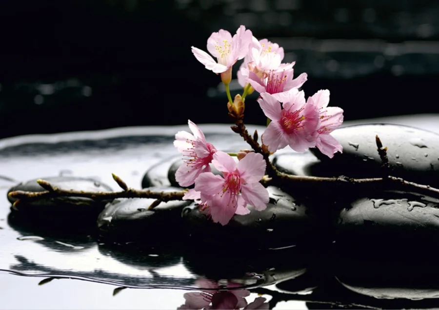 Vliesová fototapeta na zed' Zenové Květy Sakury | 360 x 254 cm | FTS 0185