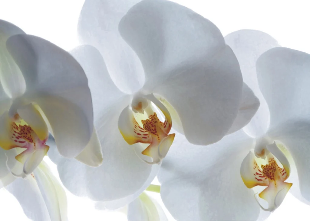 Vliesová fototapeta na zed' Bílé Květy Orchideje | 180 x 127 cm | FTSs 0832