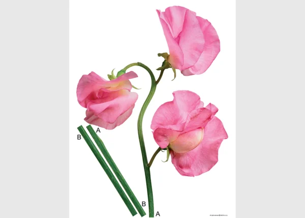 Samolepka na zeď Růžový Květ | 65 x 85 cm | DF0402