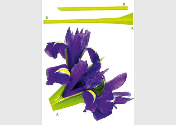 Samolepka na zeď Fialky | 65 x 85 cm | DFL0464