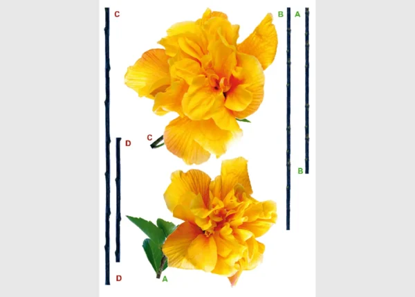 Samolepka na zeď Karafiáty | 65 x 85 cm | DF0472