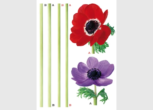 Samolepka na zeď Květiny | 65 x 85 cm | DF0474