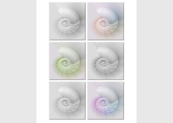 Samolepka na zeď Mušle Mořské | 65 x 85 cm | DF1062