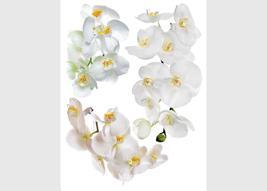 Samolepka na zeď Květy Orchideje | 65 x 85 cm | F 1068