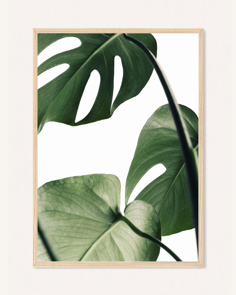Plakat Botanika, 30 x 42 cm, P 351485 - Image 2