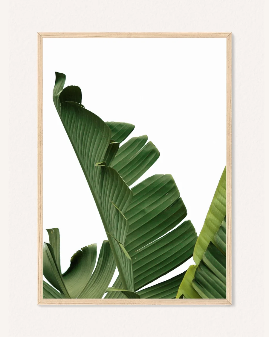 Plakat Botanika, 30 x 42 cm, P 351489 - Image 2